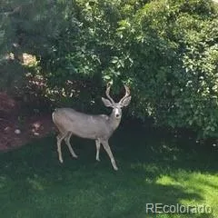 $950,000 | 6875 South Buchanan Court, Aurora, CO 80016