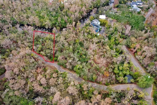 a view of a forest with a tree