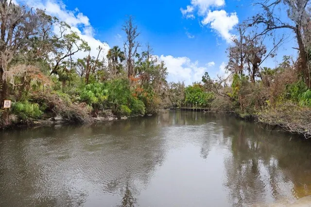 a view of a yard with a tree
