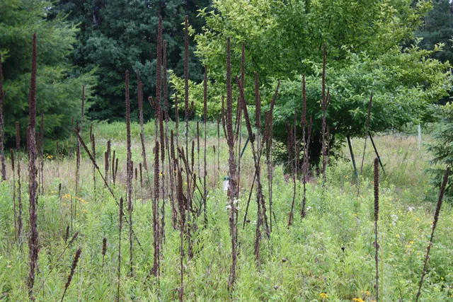 $185,000 | 8363 West Amber Lk Road, Lac du Flambeau, WI 54538