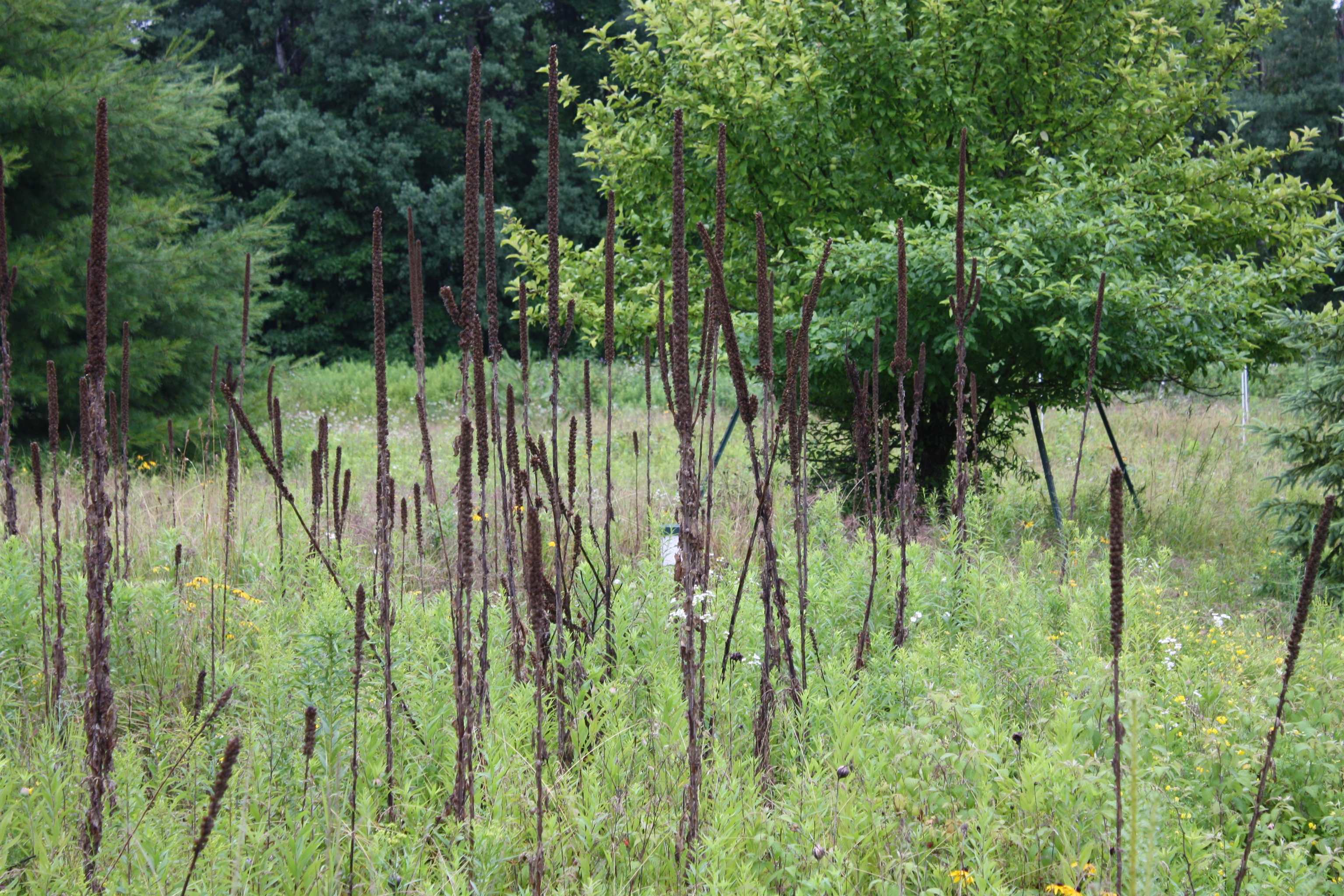 8363 West Amber Lk Road Lac du Flambeau, WI 54538 - Photo 15 of 25