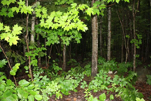 $185,000 | 8363 West Amber Lk Road, Lac du Flambeau, WI 54538