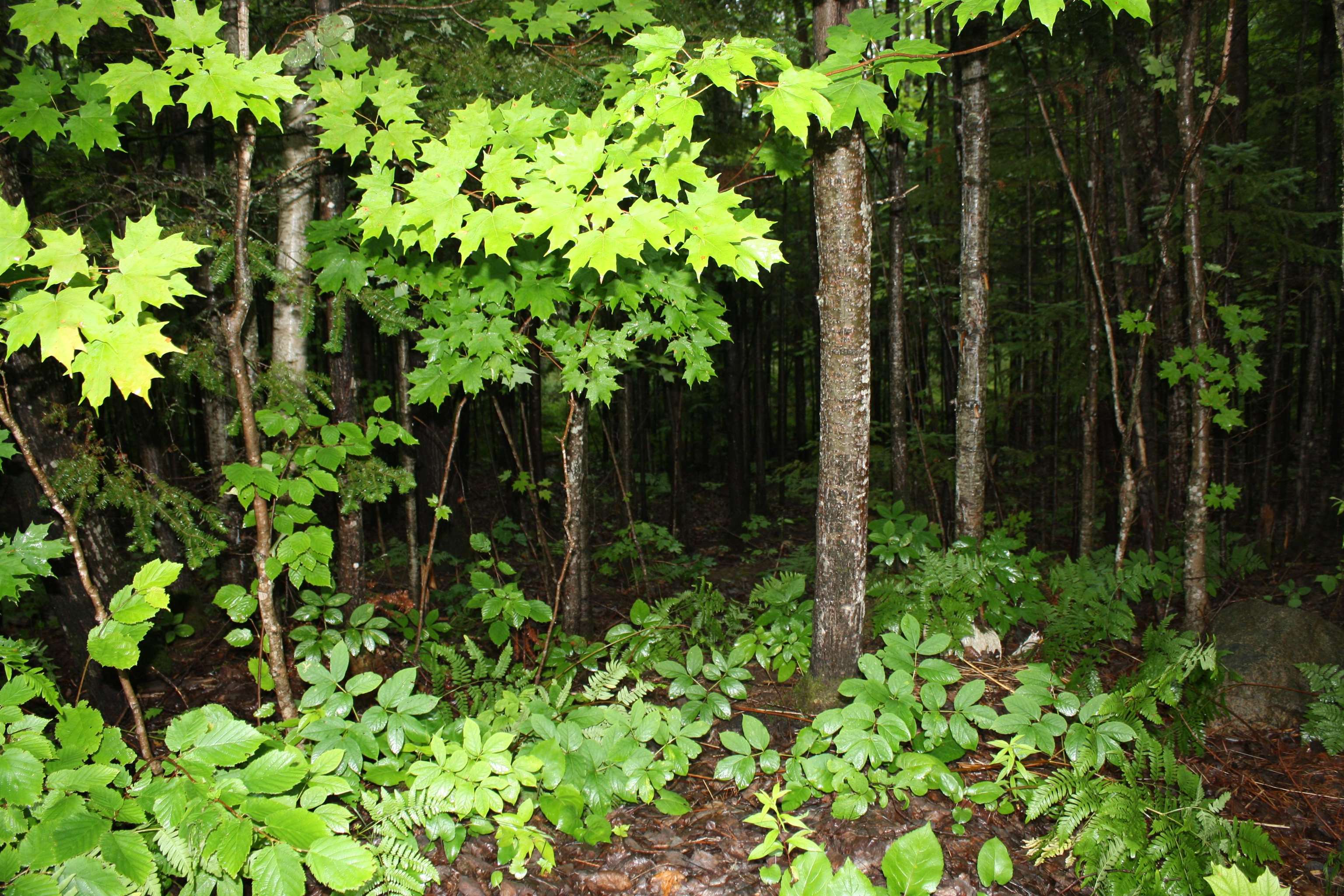 8363 West Amber Lk Road Lac du Flambeau, WI 54538 - Photo 20 of 25