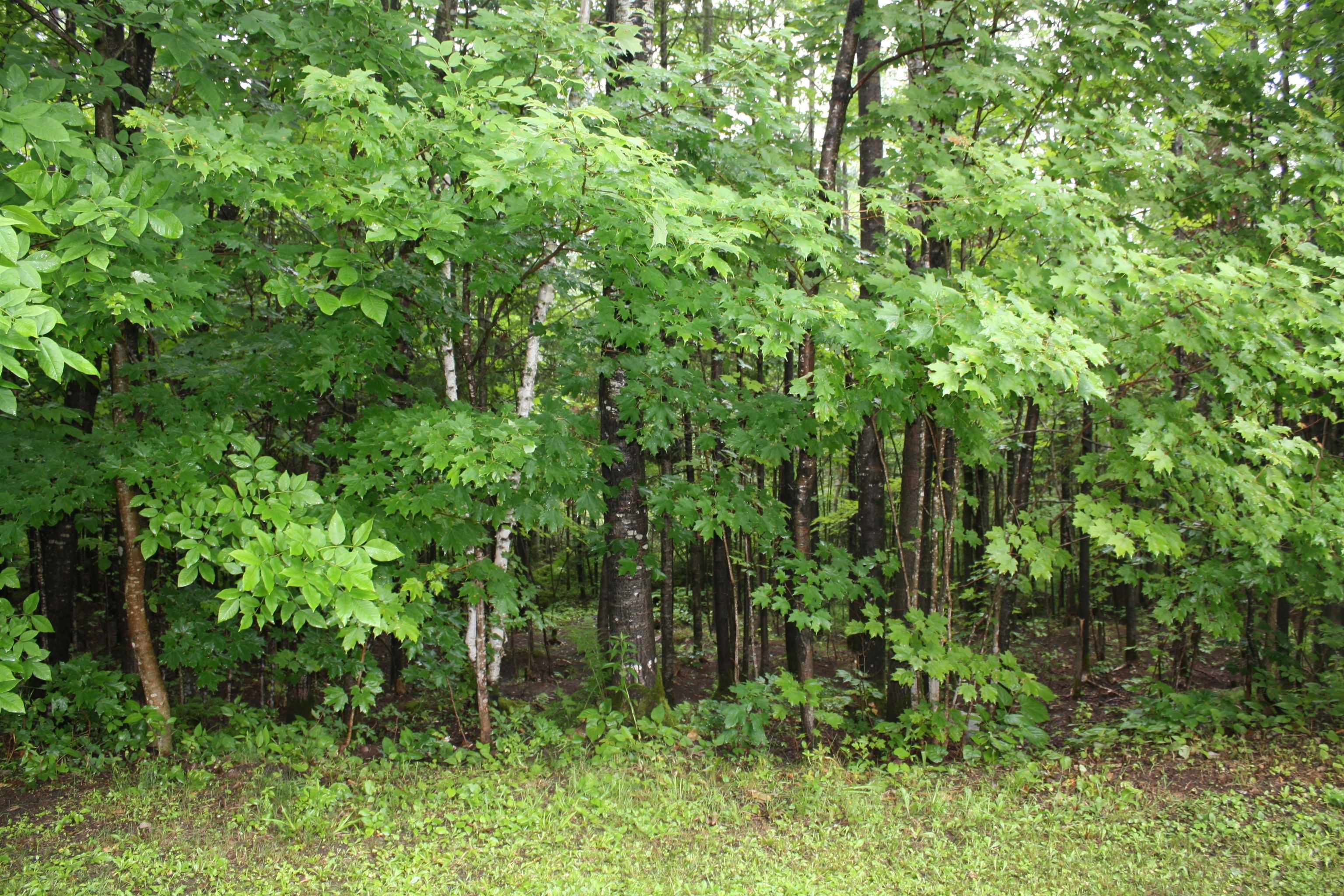 8363 West Amber Lk Road Lac du Flambeau, WI 54538 - Photo 23 of 25