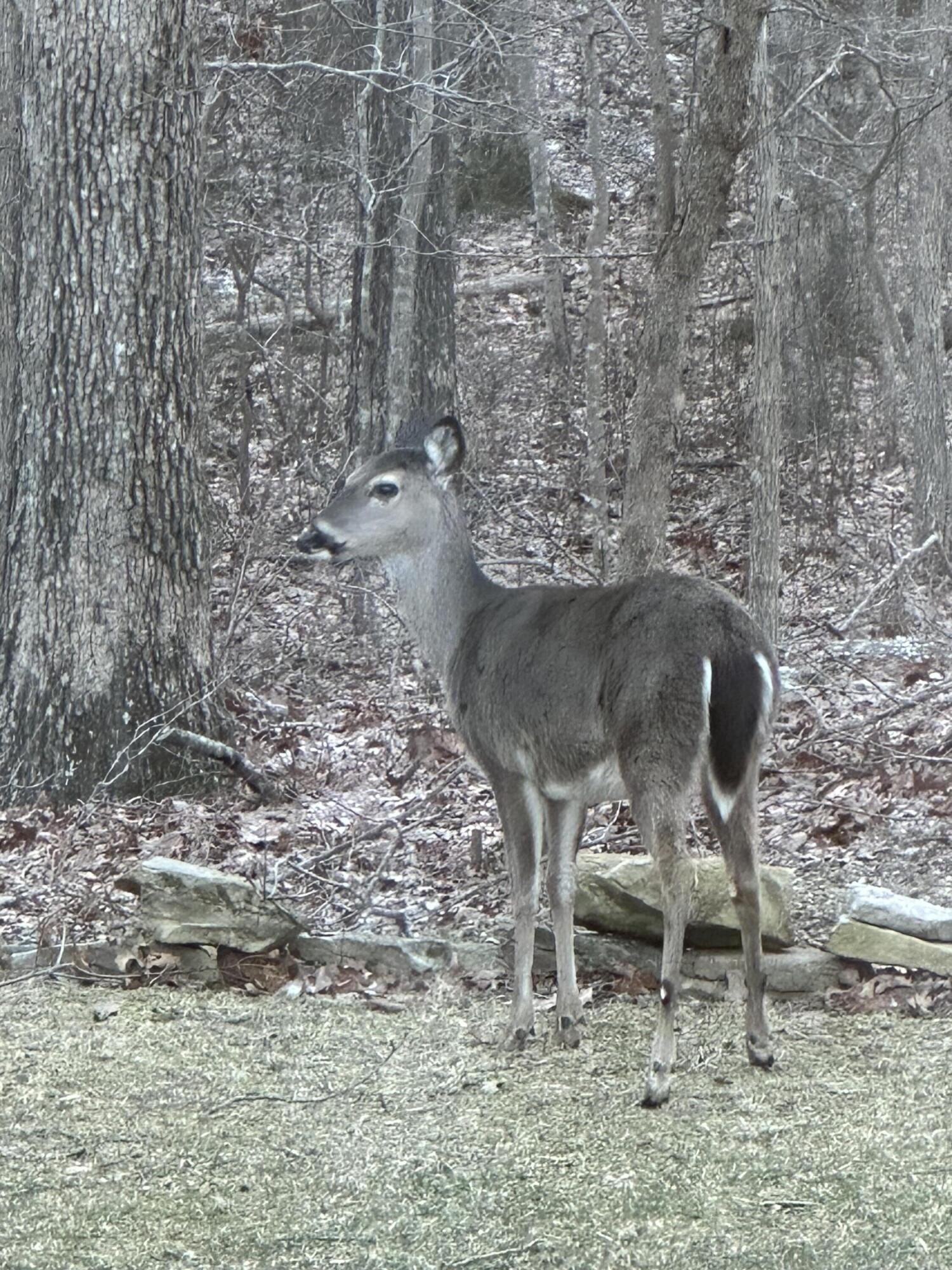 242 Mac Lake Drive Rising Fawn, GA 30738 - Photo 54 of 67 IMG_8184