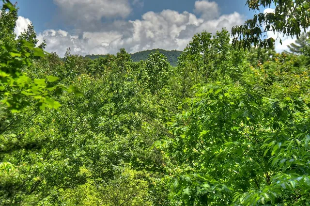a view of a plants with a tree in the background