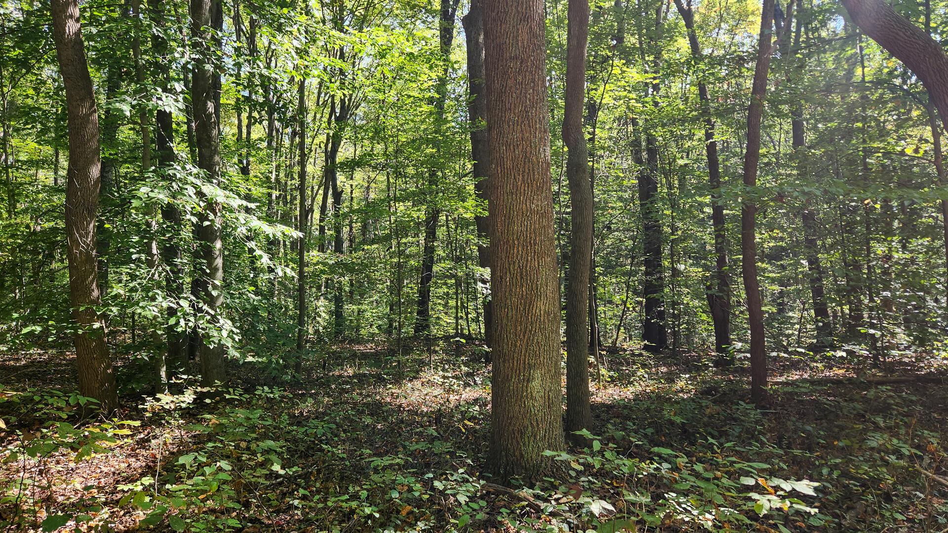 929 Poplar Ridge Road, Unit PONDS POPLAR RIDGE TRACT 14) Gallipolis, OH 45631 - Photo 19 of 30 CT-19