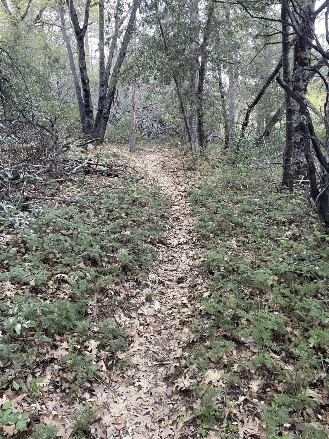 0 Defender Grade Road Pioneer, CA 95666 - Photo 4 of 10