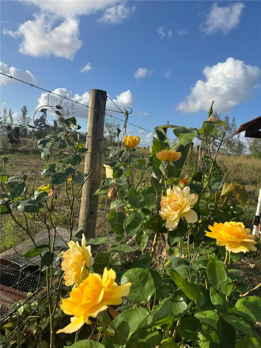 14370 Southwest 208th Avenue Miami, FL 33196 - Photo 2 of 19 a view of a flower in a garden