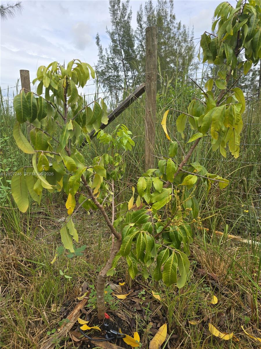 14370 Southwest 208th Avenue Miami, FL 33196 - Photo 7 of 19 a close up of a plant