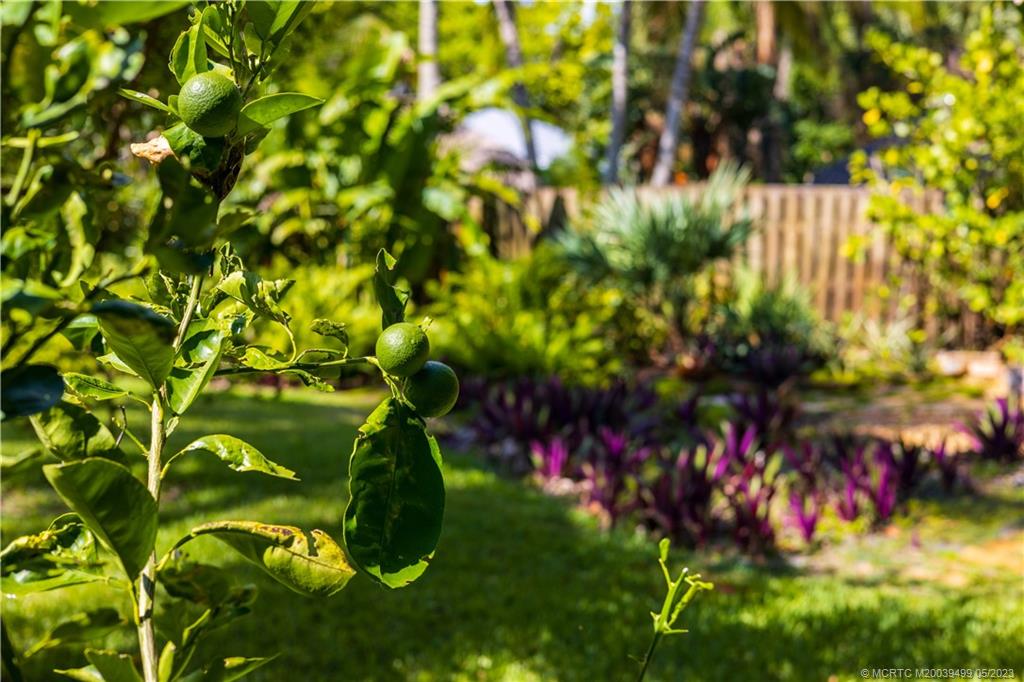 4 Ridgeview Road North Stuart, FL 34996 - Photo 52 of 57 a view of a tree
