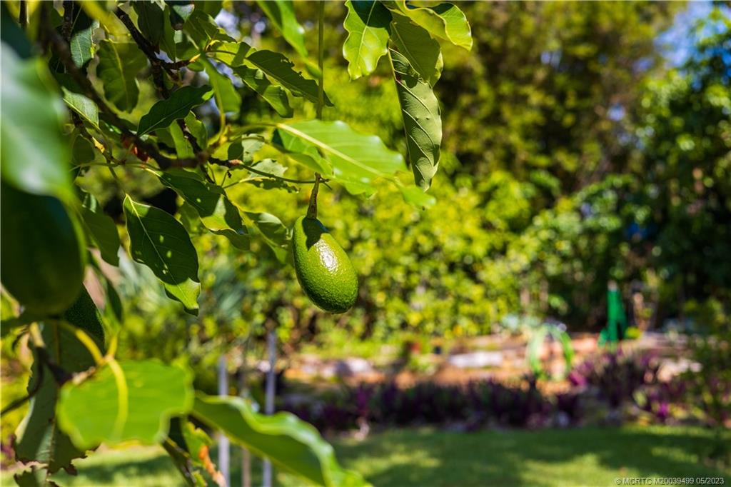 4 Ridgeview Road North Stuart, FL 34996 - Photo 53 of 57 a view of a tree