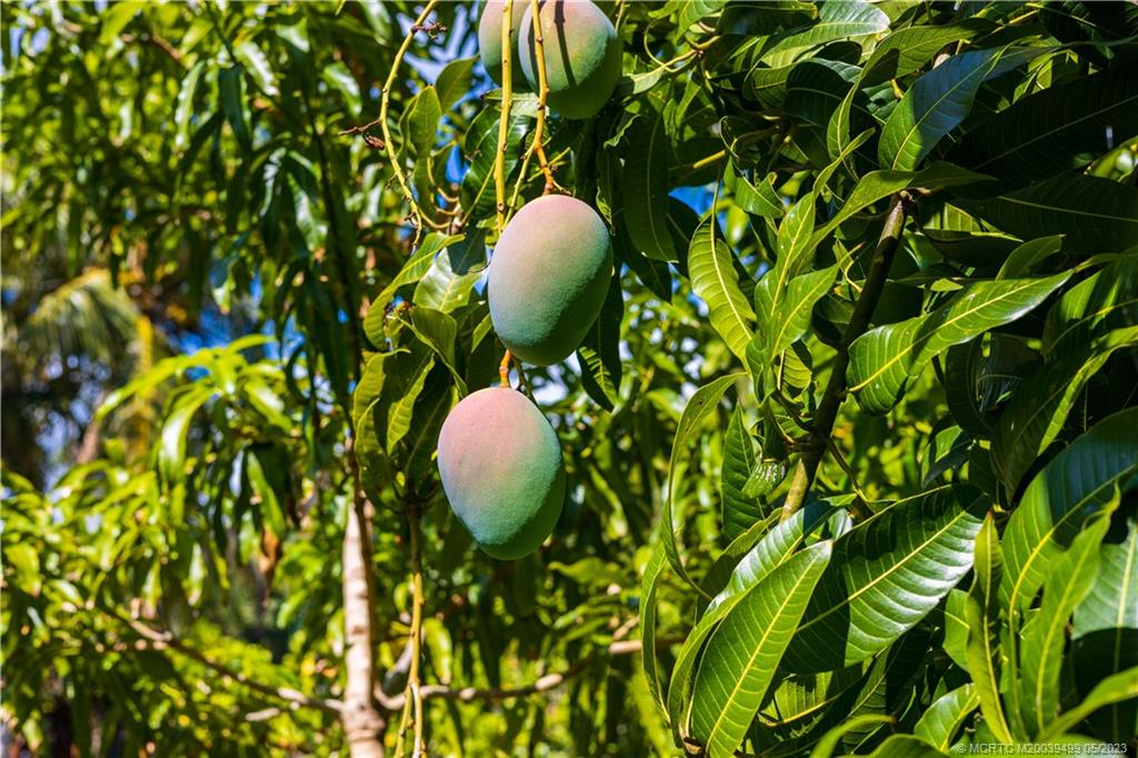 4 Ridgeview Road North Stuart, FL 34996 - Photo 55 of 57 a view of a backyard of a house with a table and chairs