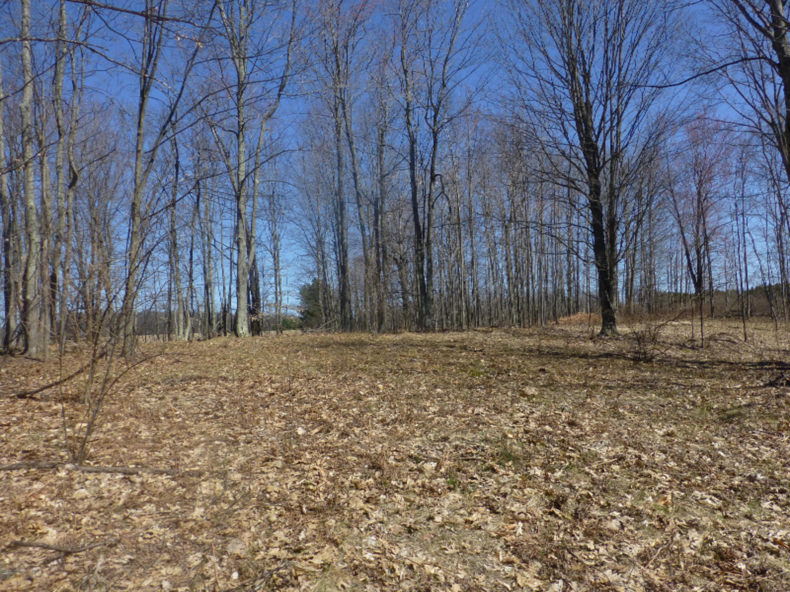 South Custer Road Custer, MI 49405 - Photo 11 of 12 P1060249