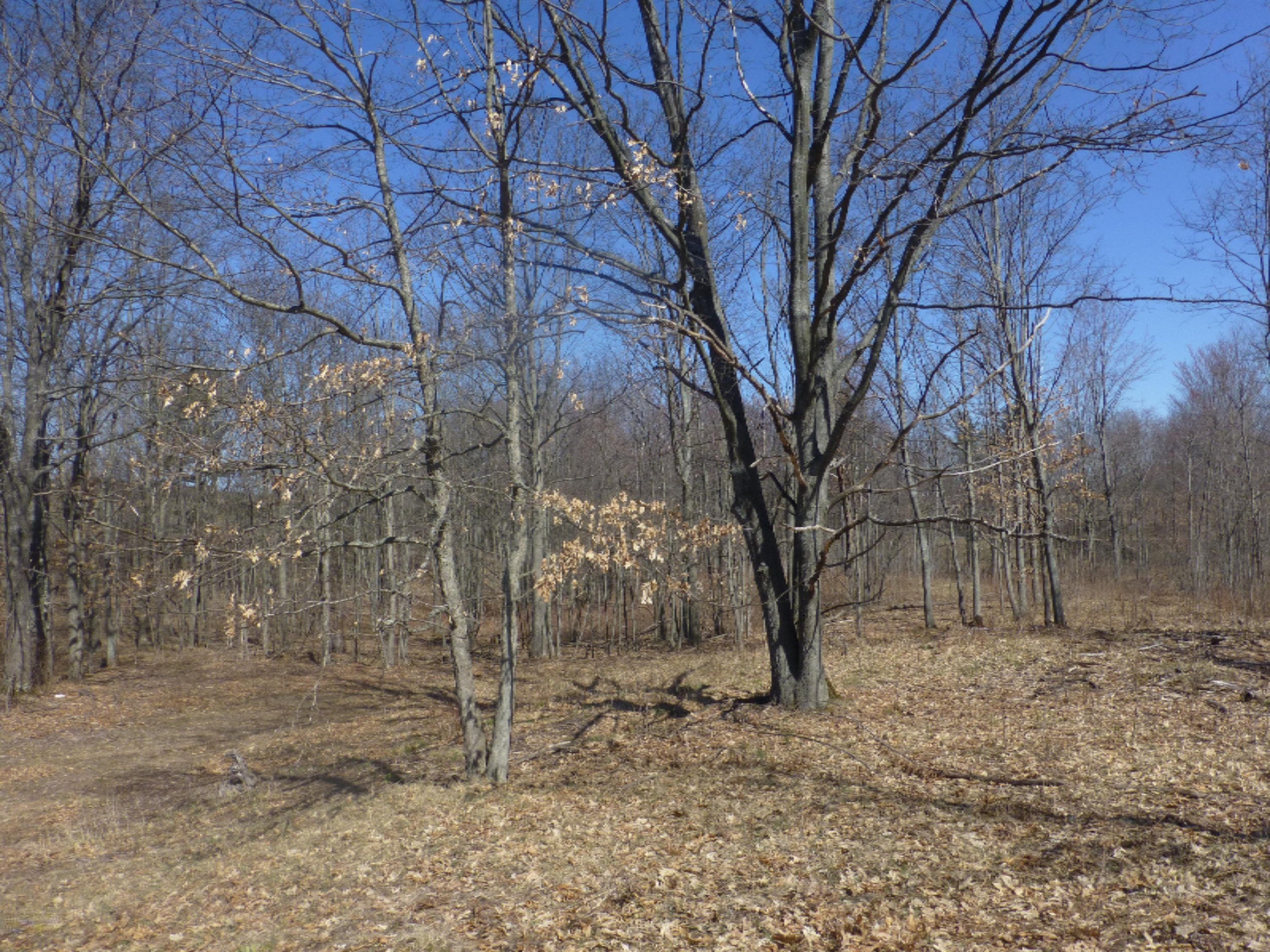 South Custer Road Custer, MI 49405 - Photo 5 of 12 P1060242
