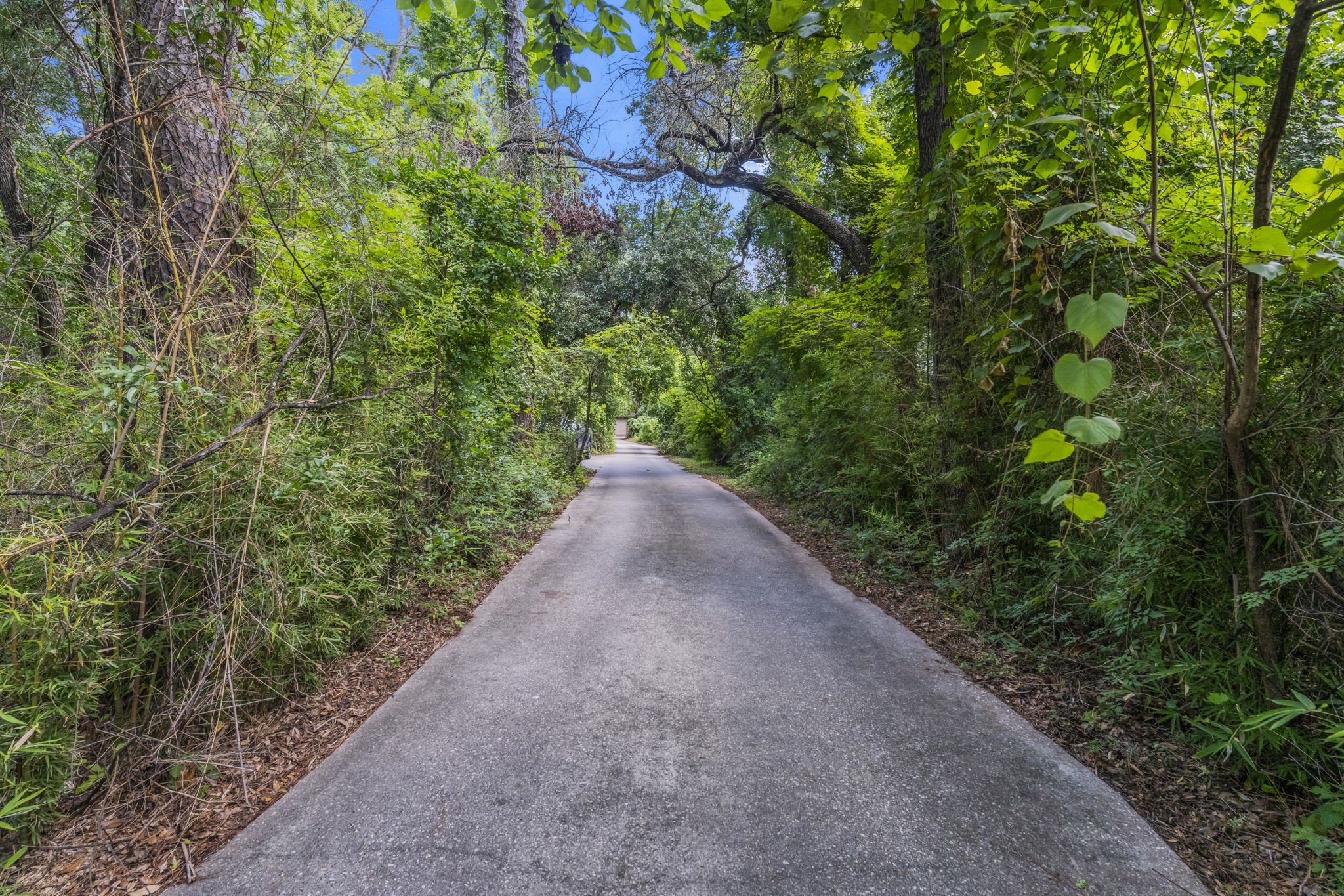 426 Nursery Road The Woodlands, TX 77380 - Photo 5 of 41 Gorgeous tree-lined road leads to homes and gorgeous pond.