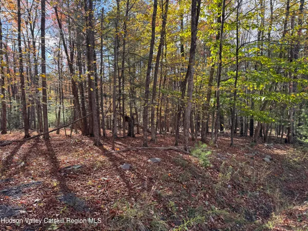 a view of forest