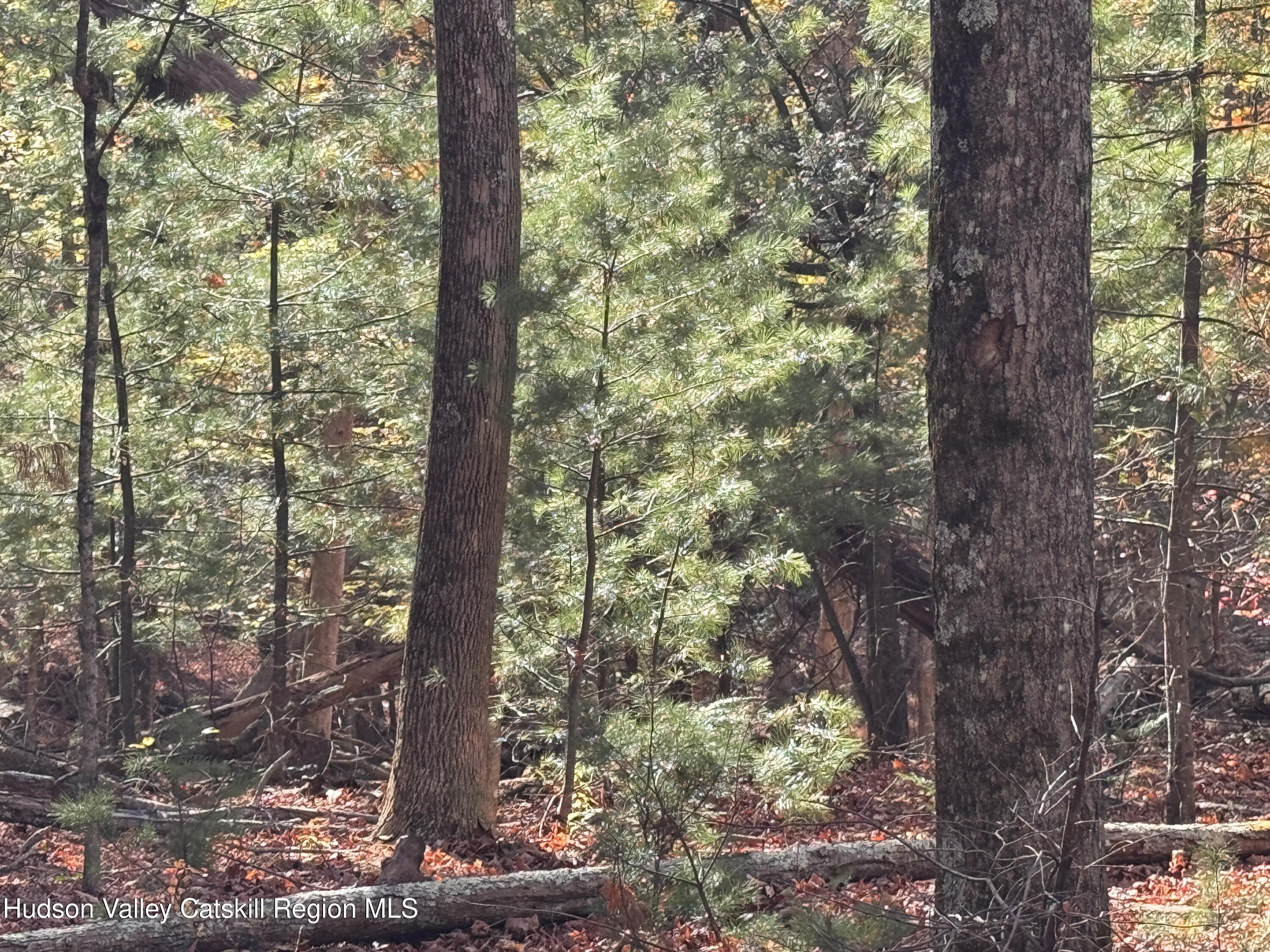 Tbd Cross Patch Road Willow, NY 12495 - Photo 4 of 11 a close up of a tree