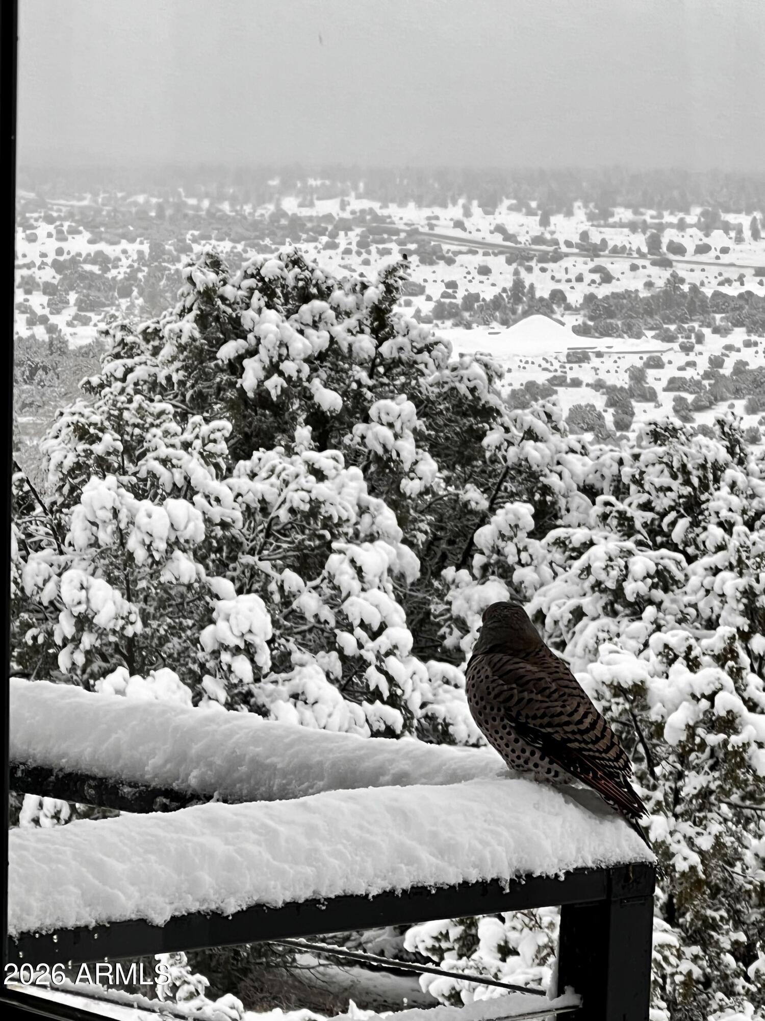 1720 East Sagebrush Road Williams, AZ 86046 - Photo 17 of 40 Winter Wonderland