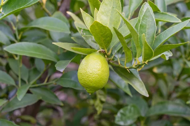 a view of a flower in a garden