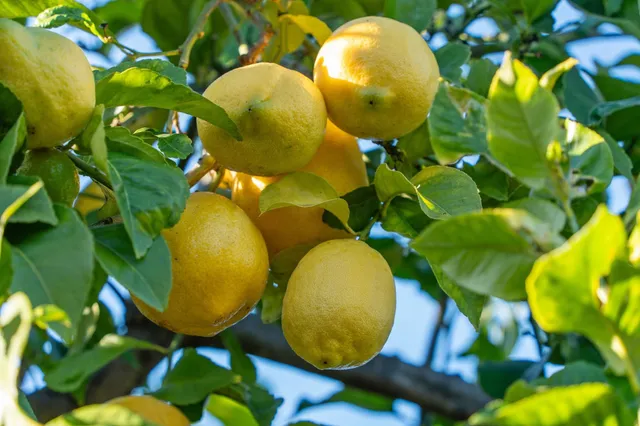 a outdoor living space with furniture and a potted plant