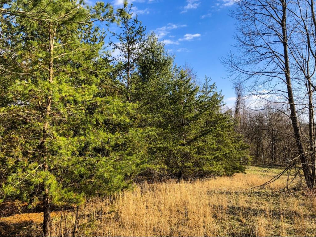 1120 Paperville Road Bristol, TN 37620 - Photo 4 of 15 Photo 4