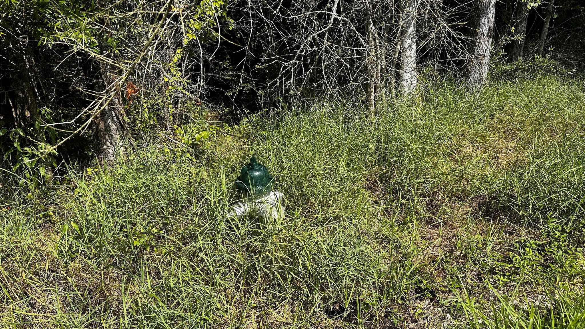 20 B Barrett Road Beaumont, TX 77708 - Photo 5 of 9 a view of a plant in a garden