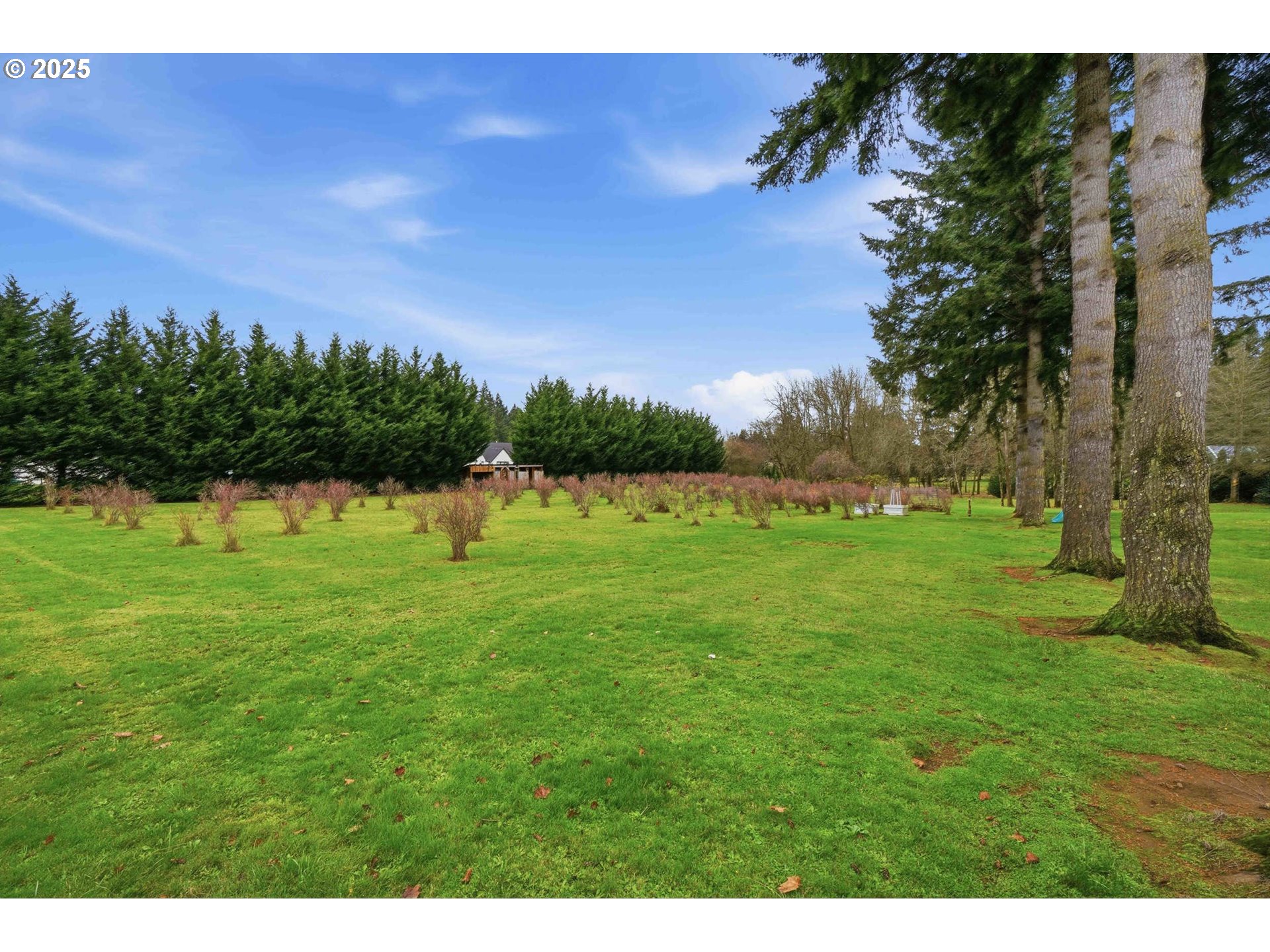 25511 Northeast 13th Street Camas, WA 98607 - Photo 35 of 36 a backyard of a house with lots of green space