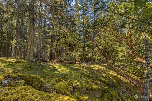 a view of a forest with a tree