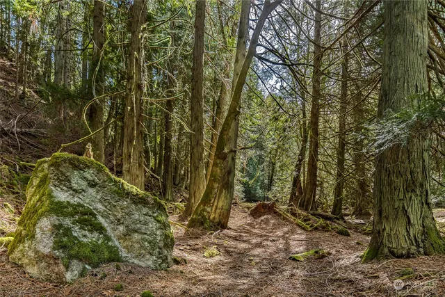 a view of a yard with trees