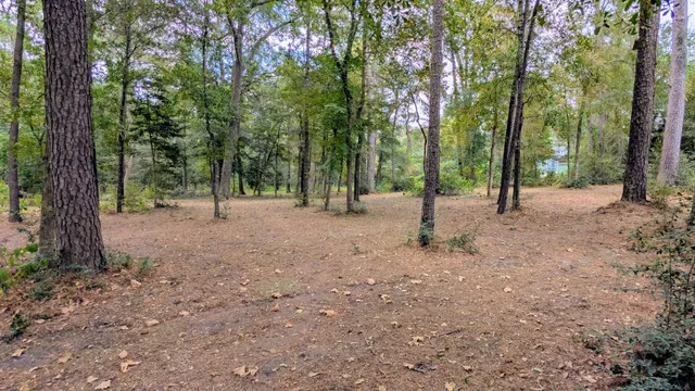 a view of some trees in the forest