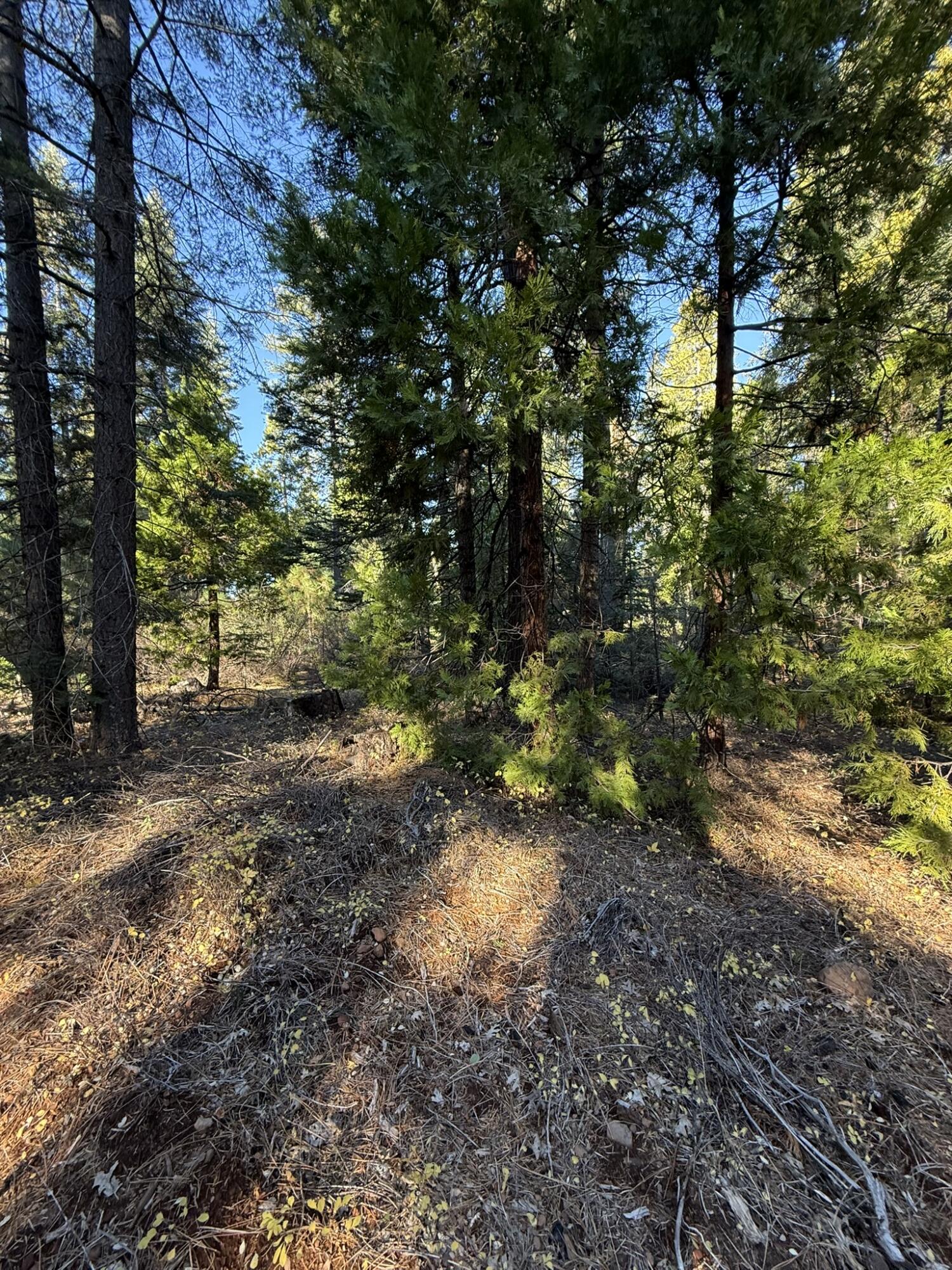 Hidden Meadows Road Shingletown, CA 96088 - Photo 11 of 17 a view of a forest with trees
