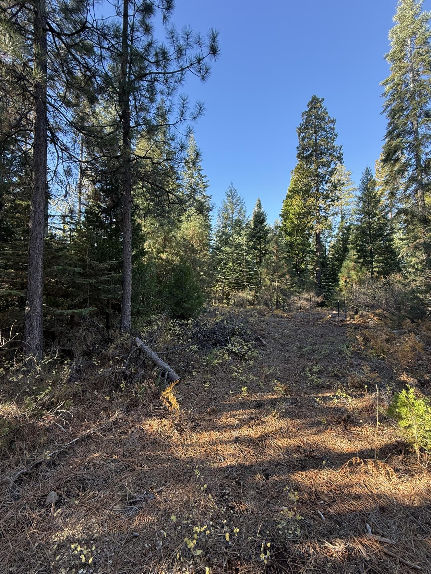 Hidden Meadows Road Shingletown, CA 96088 - Photo 12 of 17 a backyard of a house