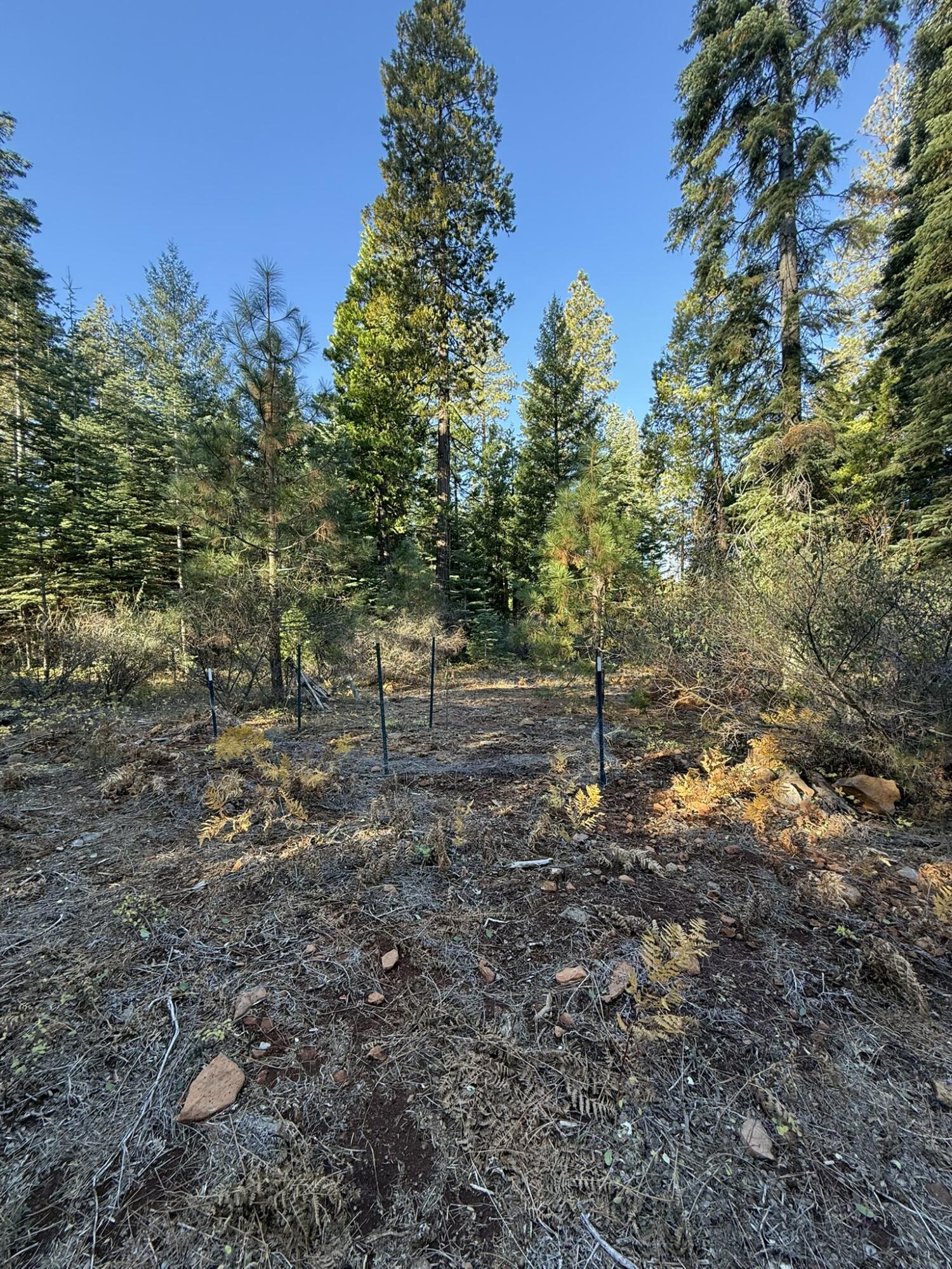Hidden Meadows Road Shingletown, CA 96088 - Photo 13 of 17 a backyard of a house with lots of green space