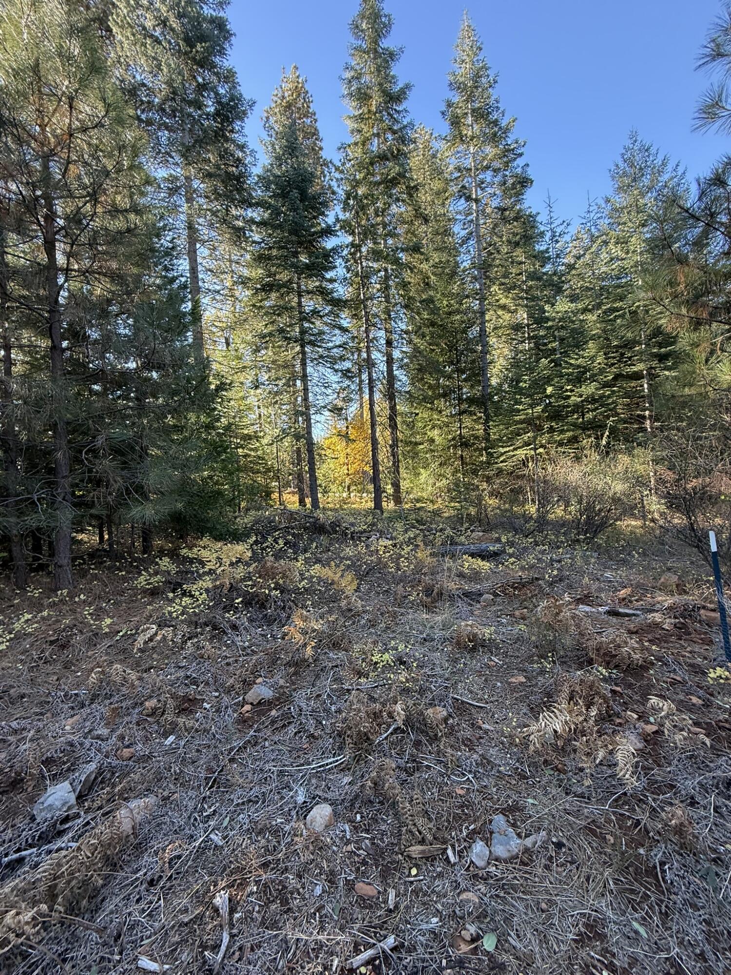 Hidden Meadows Road Shingletown, CA 96088 - Photo 14 of 17 a view of backyard with green space