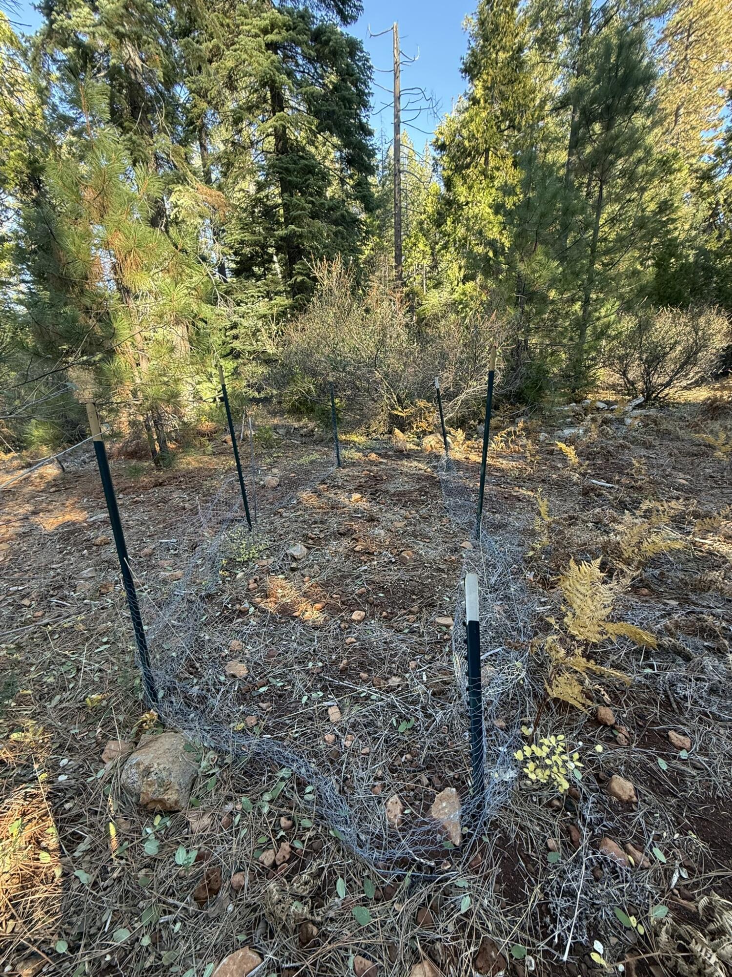 Hidden Meadows Road Shingletown, CA 96088 - Photo 15 of 17 a view of a forest filled with trees