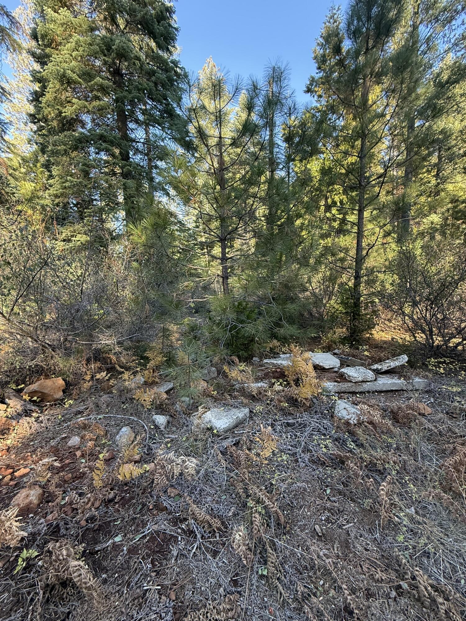 Hidden Meadows Road Shingletown, CA 96088 - Photo 16 of 17 a view of a yard with a tree