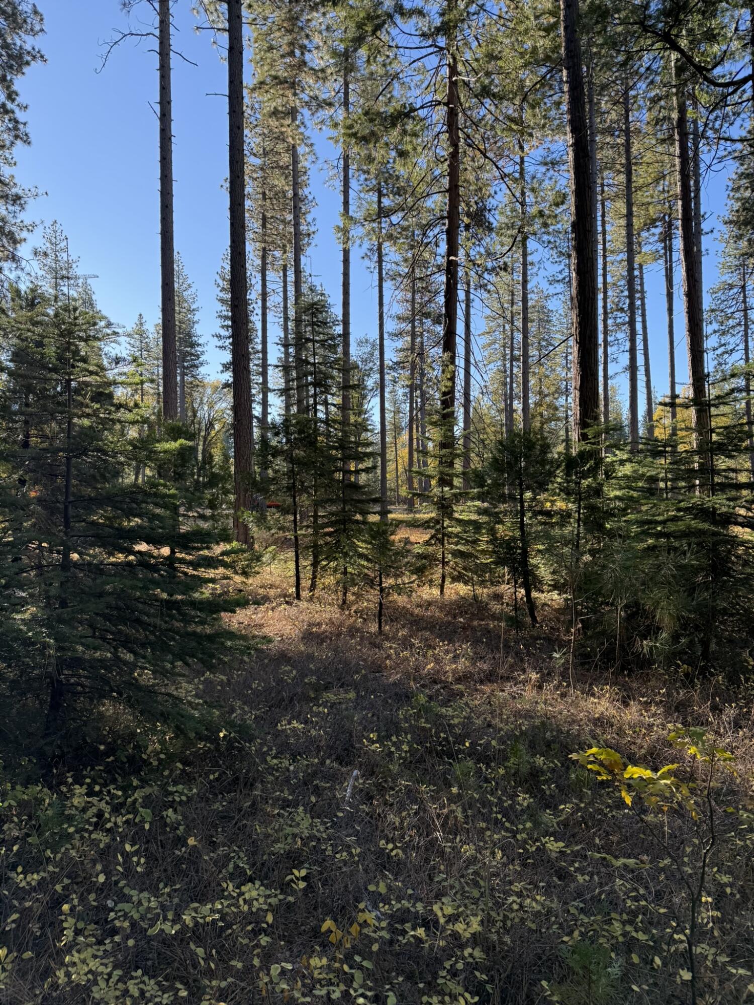 Hidden Meadows Road Shingletown, CA 96088 - Photo 17 of 17 a view of a city with tall buildings