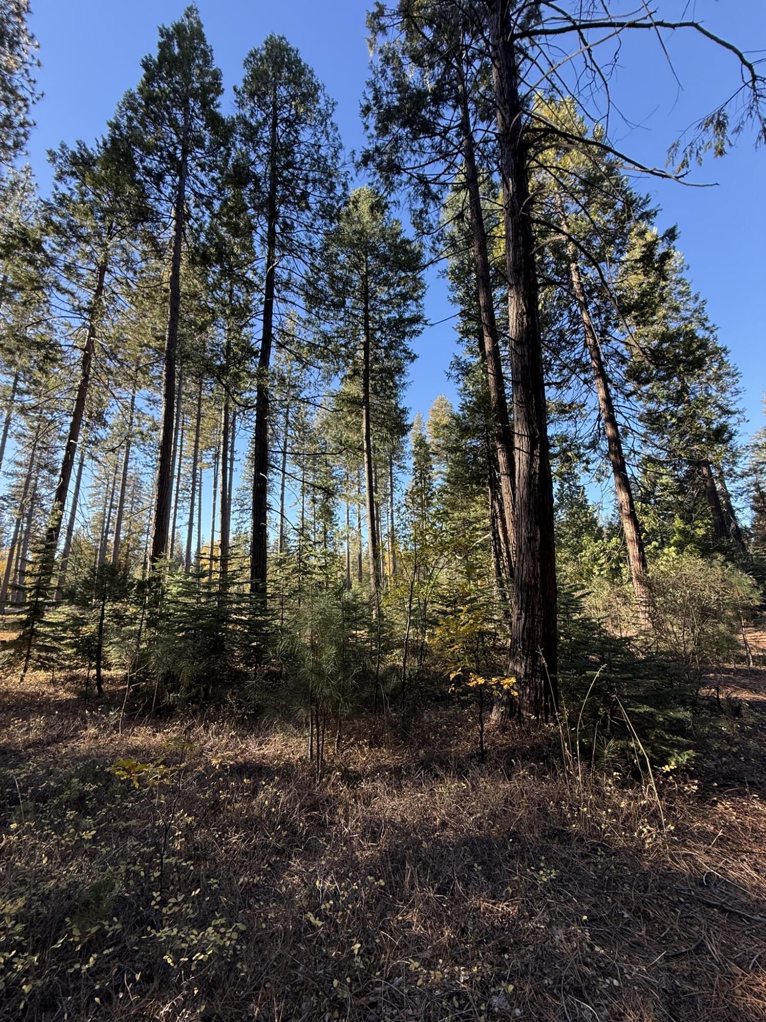 Hidden Meadows Road Shingletown, CA 96088 - Photo 5 of 17 a backyard of a house with lots of green space