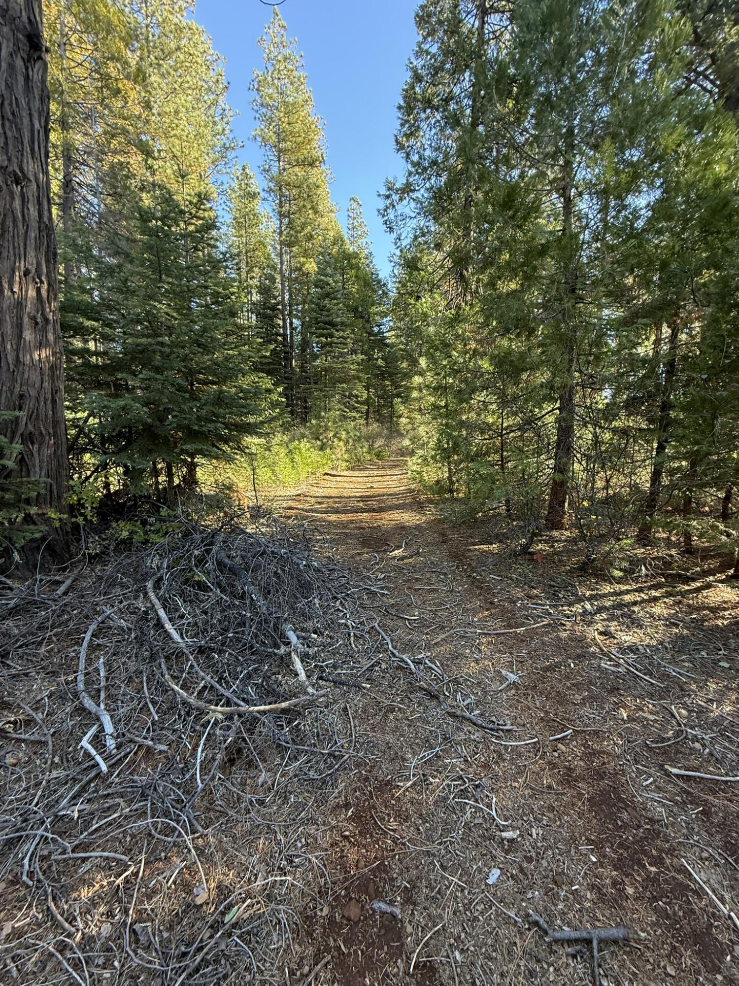 Hidden Meadows Road Shingletown, CA 96088 - Photo 8 of 17 a view of a yard with an trees