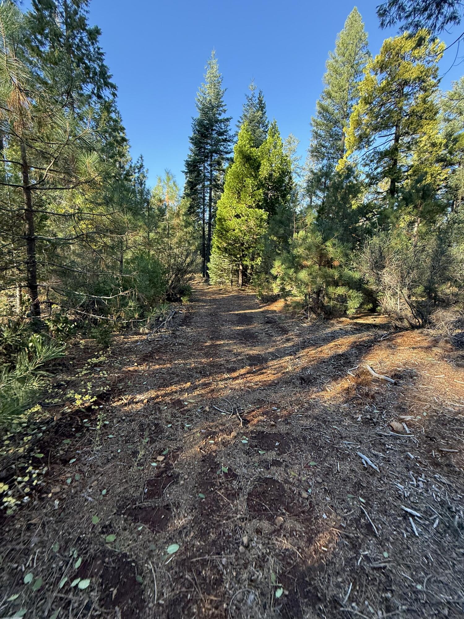 Hidden Meadows Road Shingletown, CA 96088 - Photo 9 of 17 a view of a yard with plants and trees