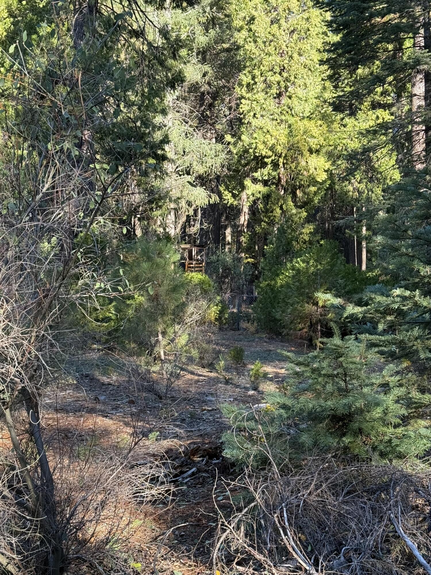 Hidden Meadows Road Shingletown, CA 96088 - Photo 10 of 17 a view of a forest filled with trees