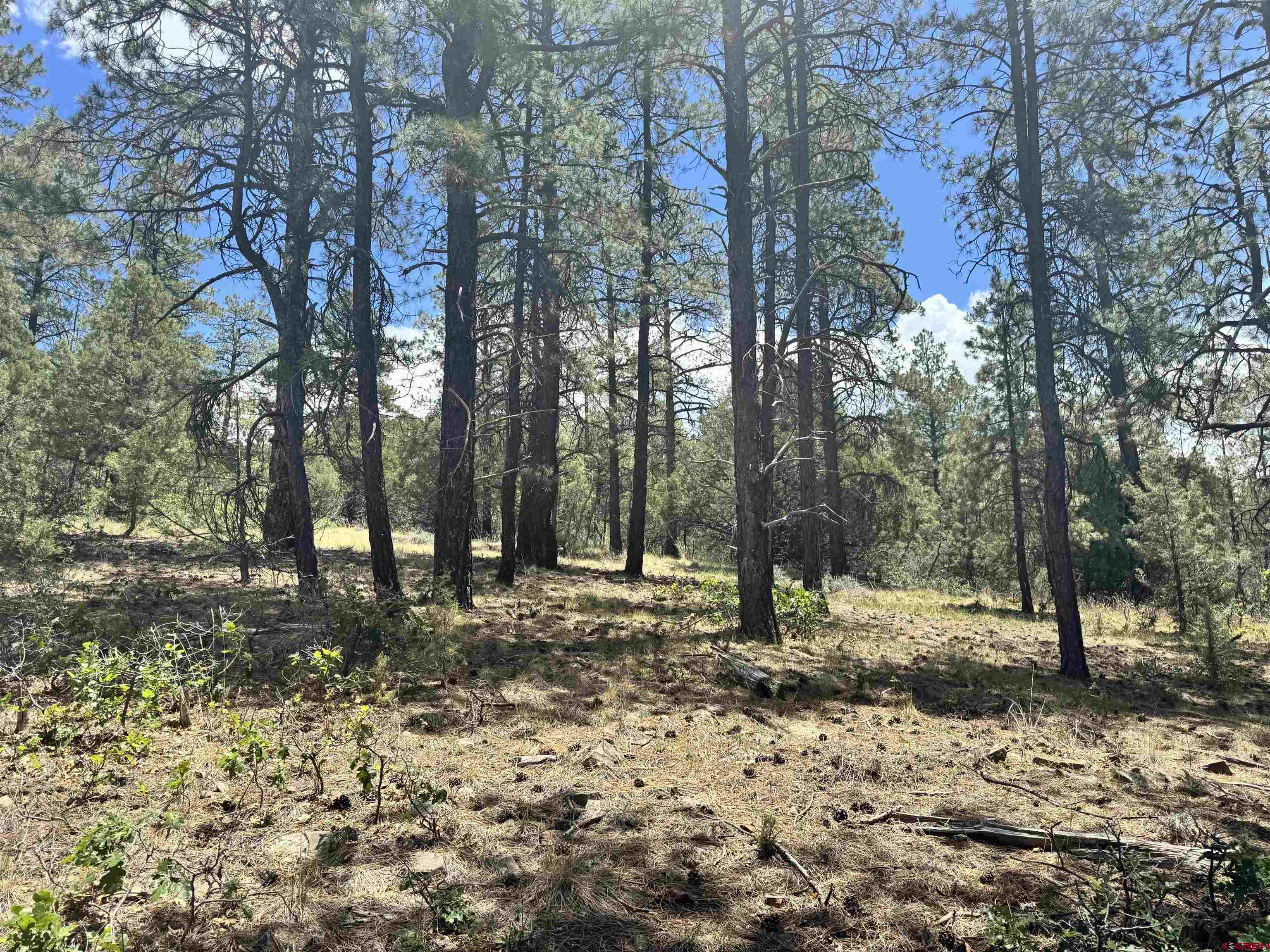 1259 Westview Road Pagosa Springs, CO 81147 - Photo 18 of 29