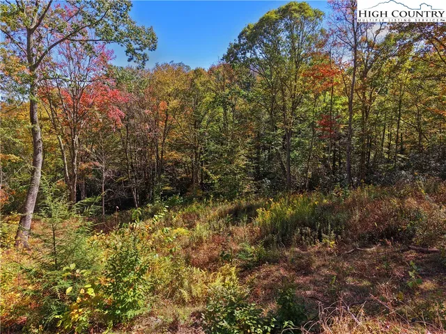 a view of a yard with a tree