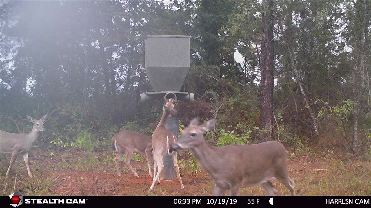 65-ac Straughn School Road Andalusia, AL 36421 - Photo 6 of 47 Gallery Image 6