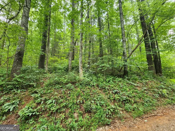 a lush green forest with lots of trees