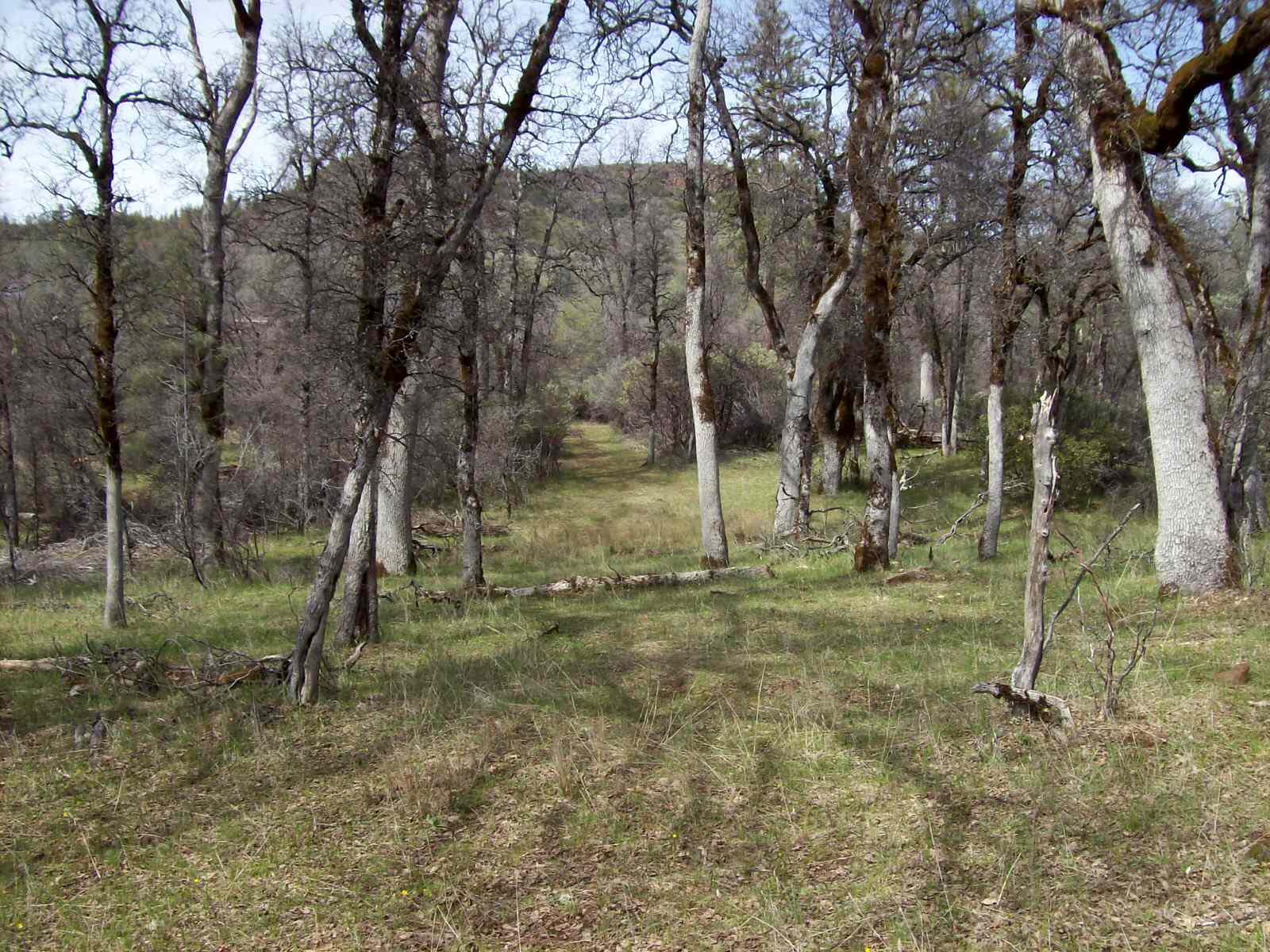 Grindlay Ranch Road Whitmore, CA 96096 - Photo 1 of 1 a view of a yard with a tiny play house