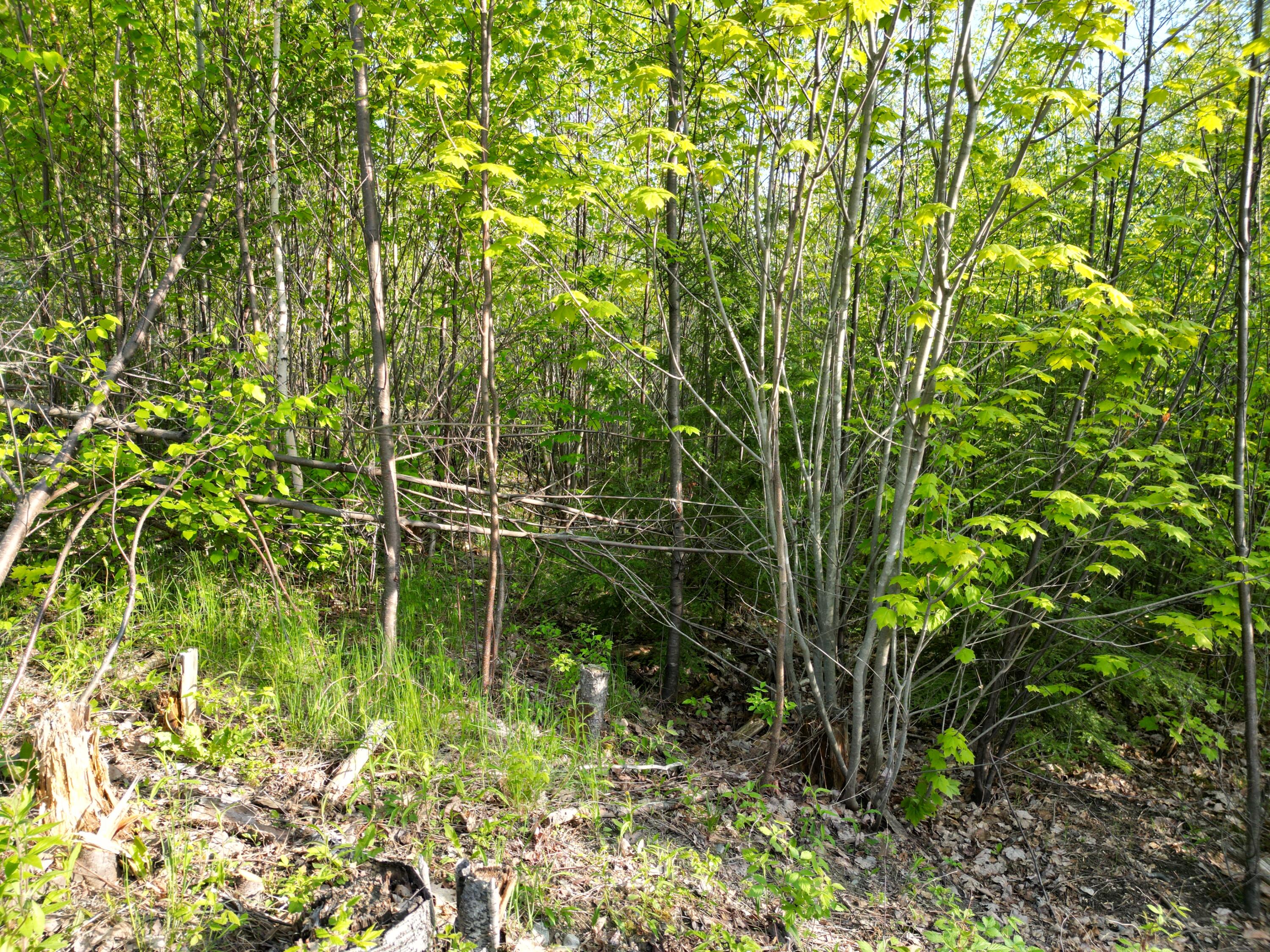 Lot 41-1 Bottle Lake Road Lakeville, ME 04487 - Photo 10 of 23 DJI_0609