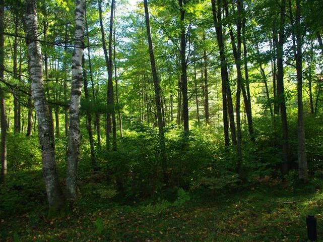 6519 Numa Road Hazelhurst, WI 54531 - Photo 2 of 20 Gallery Image 2