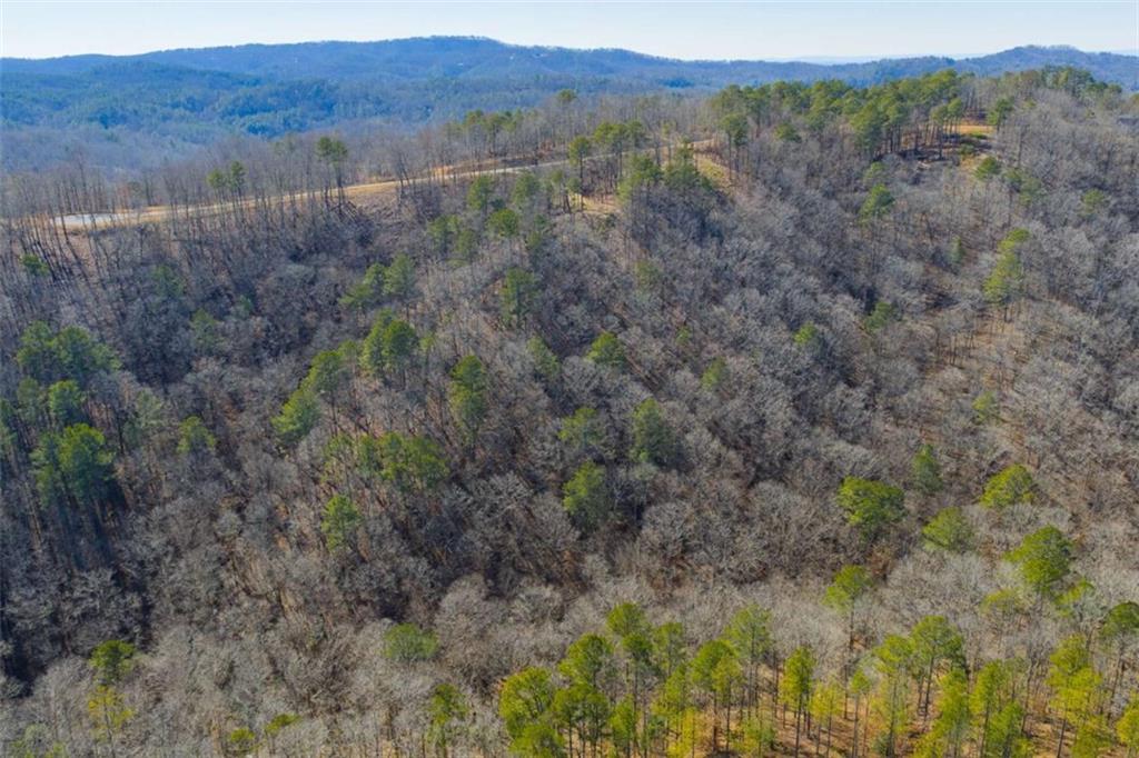 285 Anglers Ridge Road Talking Rock, GA 30175 - Photo 16 of 31 a view of a lush green forest with lush green forest